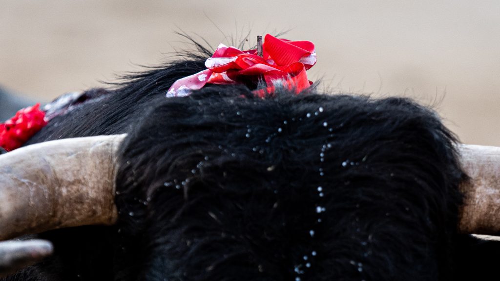 Una ganadería madrileña entra en la Copa Chenel 2026