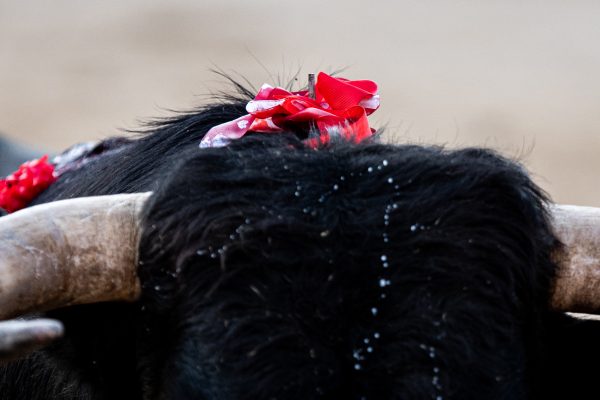 Una ganadería madrileña entra en la Copa Chenel 2026