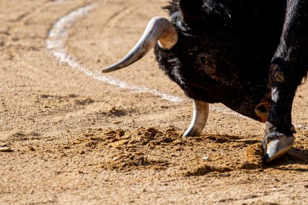 Seis ganaderías madrileñas en el cartel de la novillada de la Feria de la Comunidad