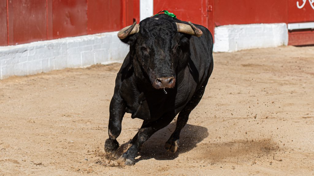 De Mejor Corrida de la Copa Chenel a candidato a Mejor Toro 2026