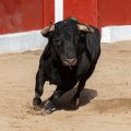 De Mejor Corrida de la Copa Chenel a candidato a Mejor Toro 2026