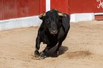 De Mejor Corrida de la Copa Chenel a candidato a Mejor Toro 2026