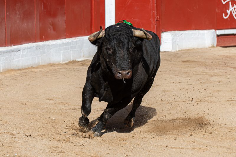 De Mejor Corrida de la Copa Chenel a candidato a Mejor Toro 2026