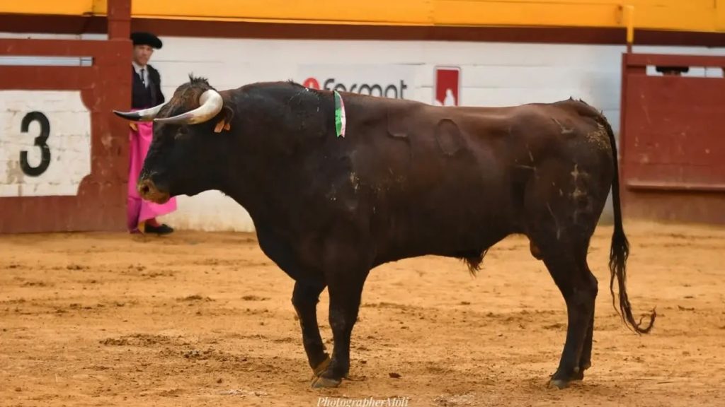 Baltasar Ibán se lleva el premio a la mejor ganadería de la Feria de Algemesí 2026