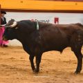Baltasar Ibán se lleva el premio a la mejor ganadería de la Feria de Algemesí 2026
