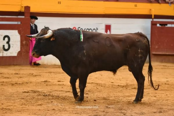 Baltasar Ibán se lleva el premio a la mejor ganadería de la Feria de Algemesí 2026