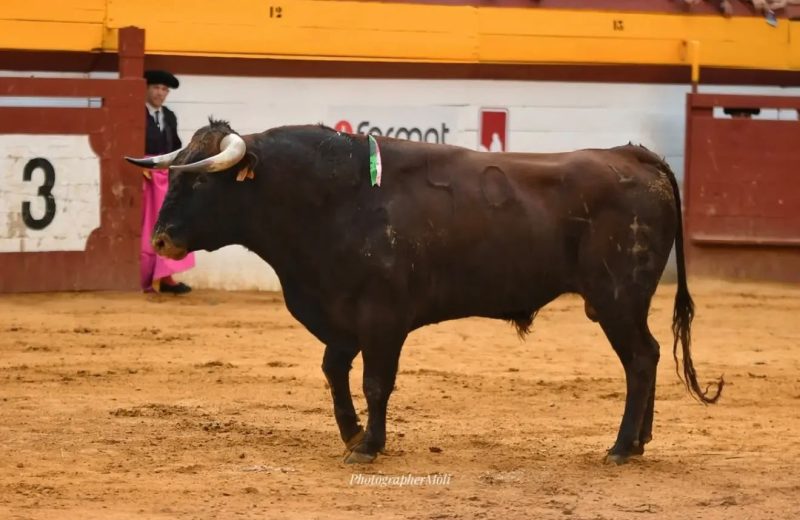Baltasar Ibán se lleva el premio a la mejor ganadería de la Feria de Algemesí 2026