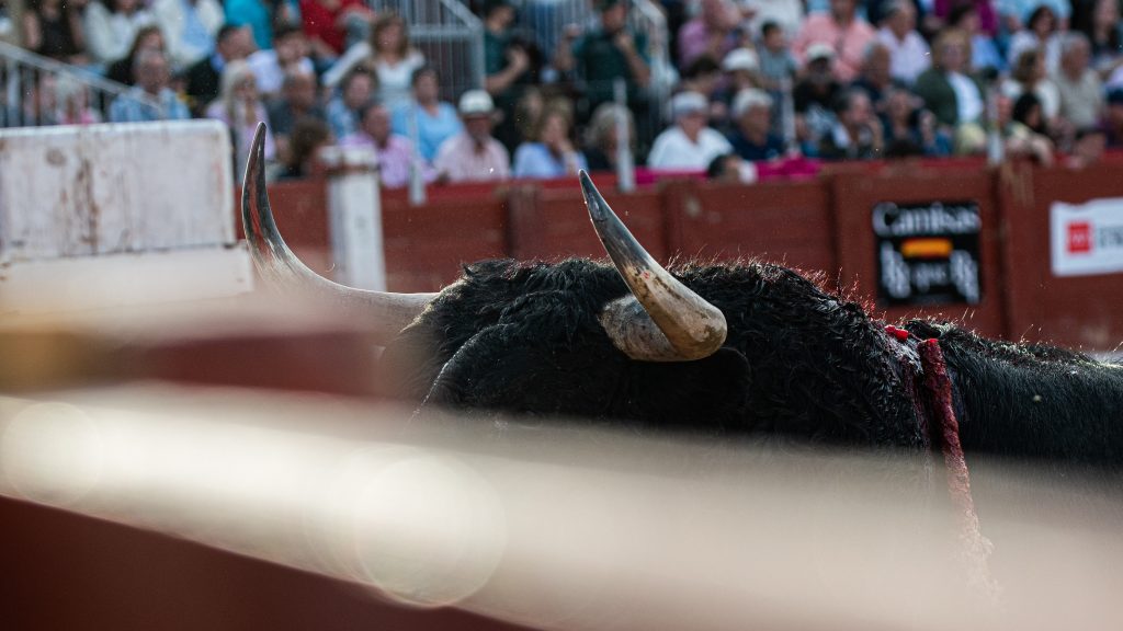 Las diez ganaderías madrileñas que más han lidiado en 2026
