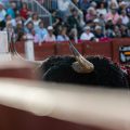 Las diez ganaderías madrileñas que más han lidiado en 2026