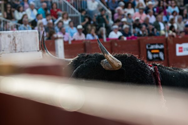 Las diez ganaderías madrileñas que más han lidiado en 2026