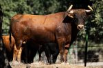 El Retamar vuelve a Arganda del Rey con una seria novillada