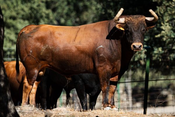 El Retamar vuelve a Arganda del Rey con una seria novillada