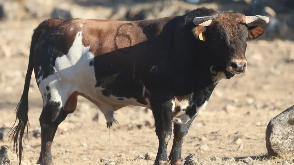 Los novillos de El Retamar para la tercera Arnedo