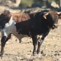 Los novillos de El Retamar para la tercera Arnedo