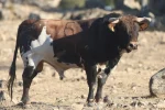 Los novillos de El Retamar para la tercera Arnedo