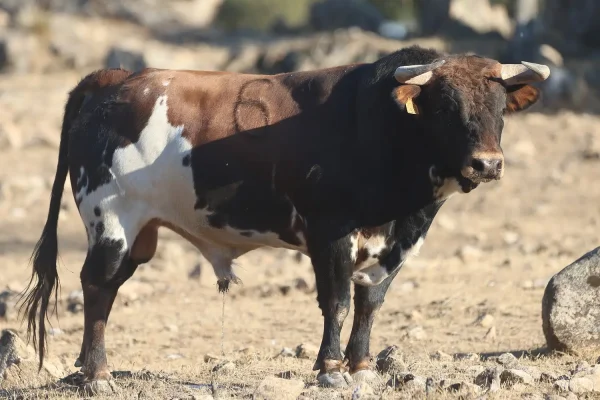 Los novillos de El Retamar para la tercera Arnedo