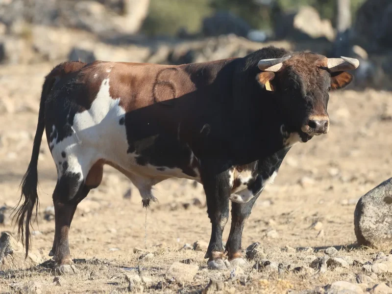 Los novillos de El Retamar para la tercera Arnedo