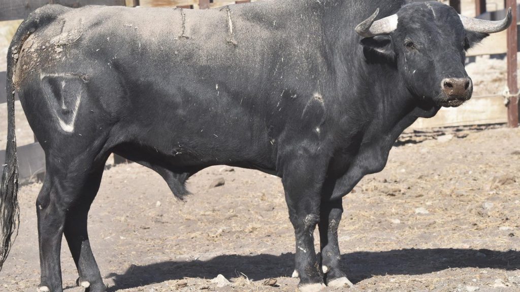 «Formidable», de San Isidro, mejor novillo de la Feria de Algemesí 2026