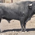 «Formidable», de San Isidro, mejor novillo de la Feria de Algemesí 2026