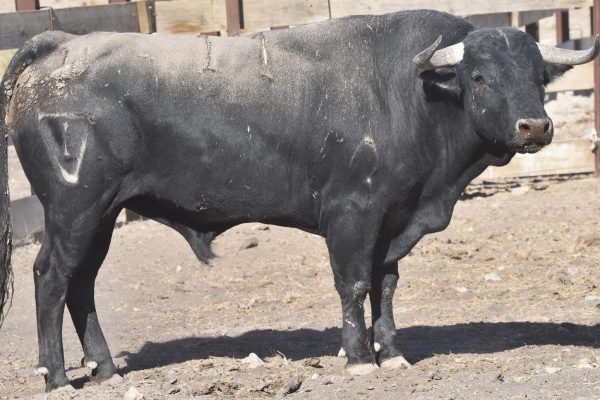 «Formidable», de San Isidro, mejor novillo de la Feria de Algemesí 2026