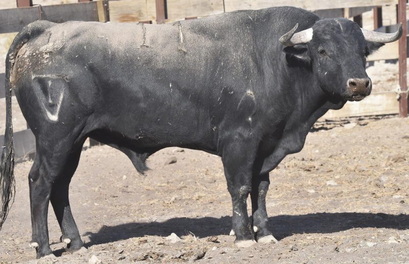 «Formidable», de San Isidro, mejor novillo de la Feria de Algemesí 2026