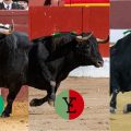 Tres toros madrileños de vuelta al ruedo en la Copa Chenel 2026